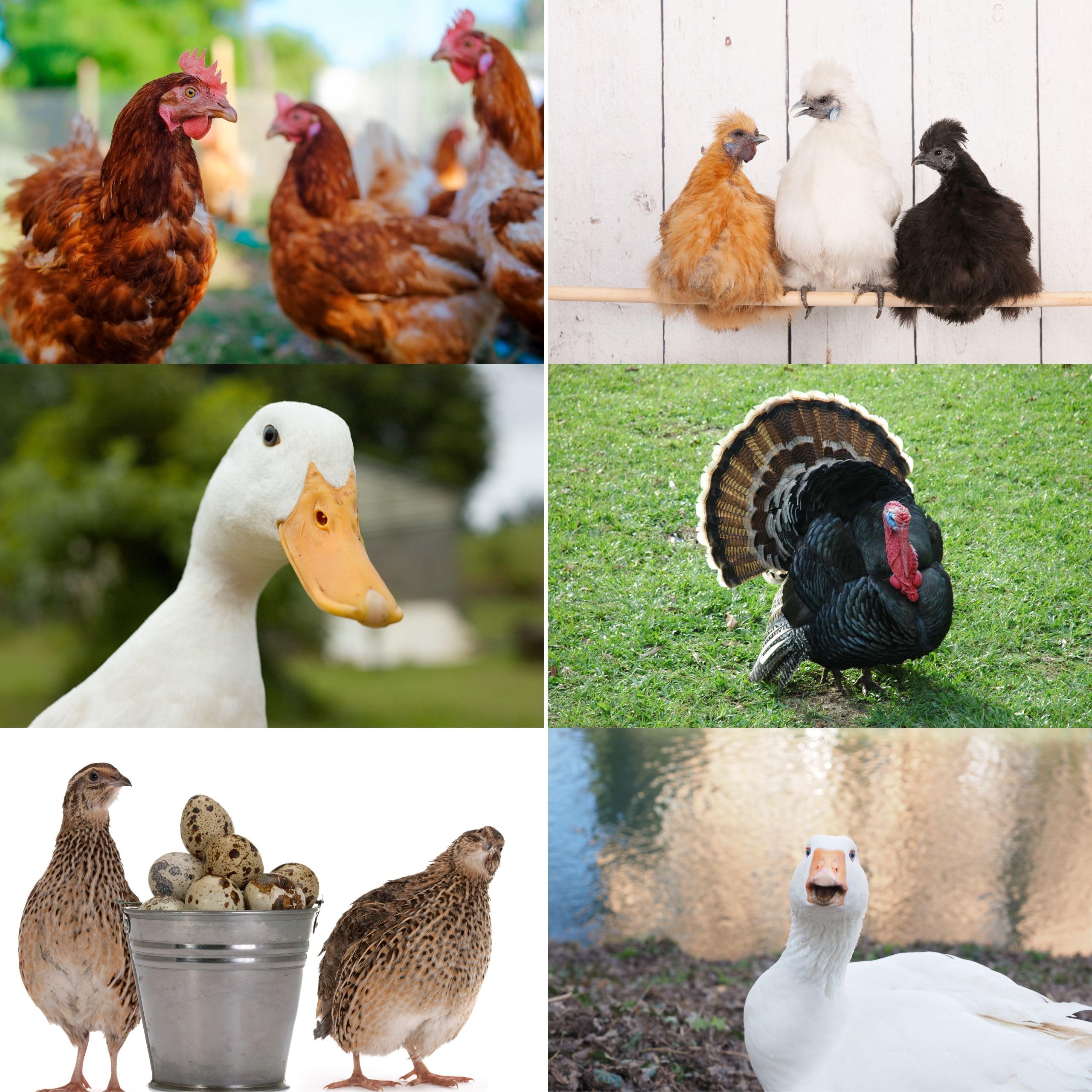 Wood Smith USA Premium Pine Bedding | Dust Free, Soft Shavings | All Natural | Chicken Coops | Animal Bedding | Small Animals |